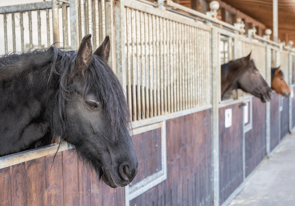  types of colic in horses